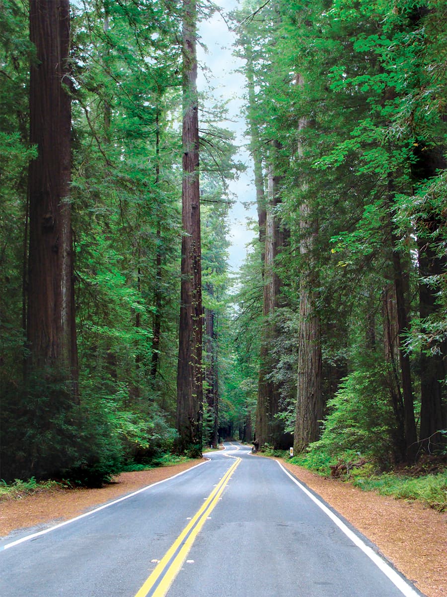 Avenue of the Giants