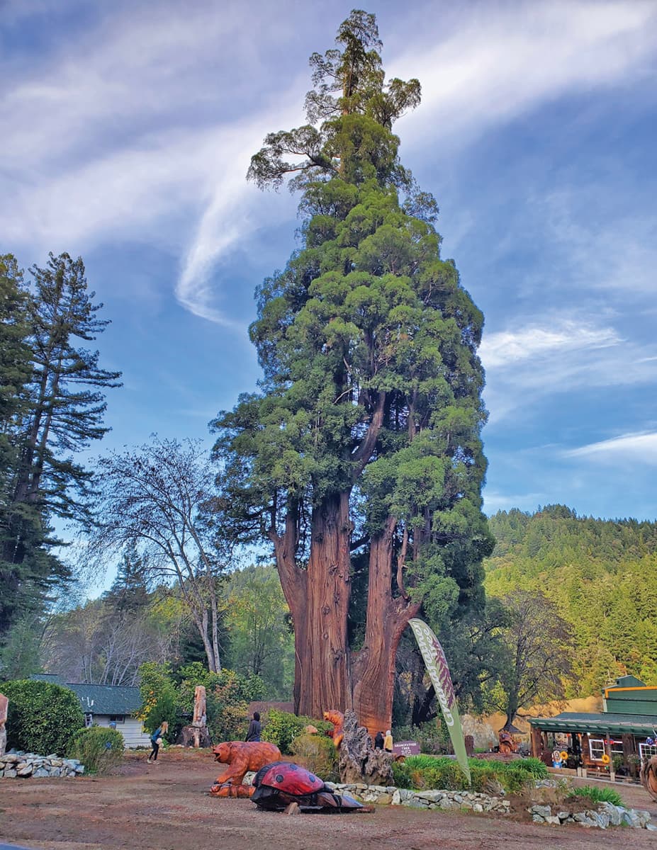 Grandfather Tree