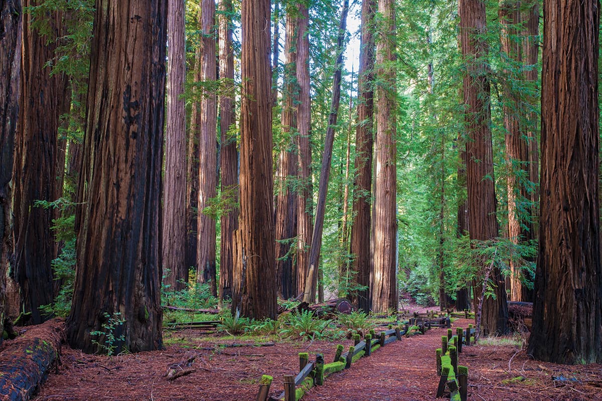 Richardson Grove State Park