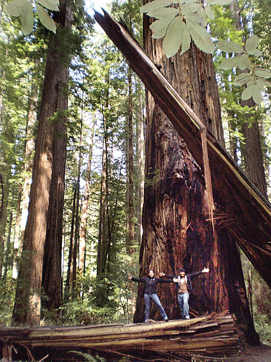 Humboldt Redwoods State Park