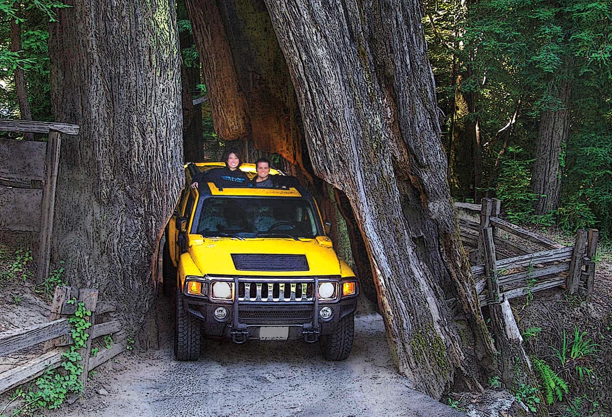 Shrine Drive Thru Tree