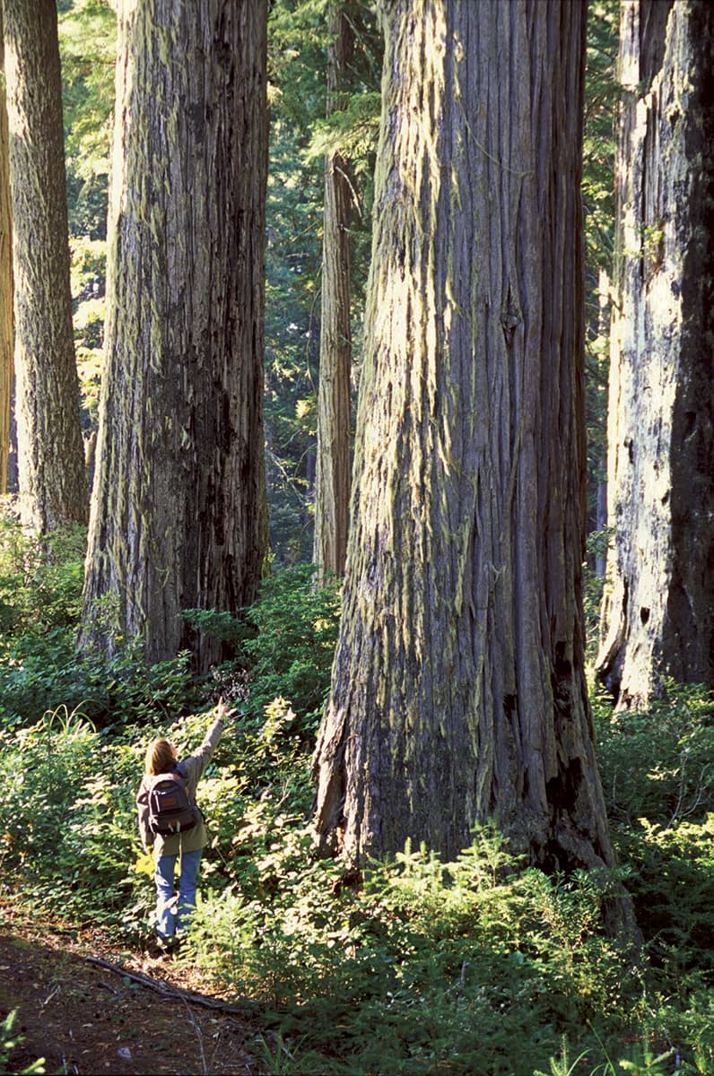 Salmon Pass Trail in Headwaters Forest Reserve