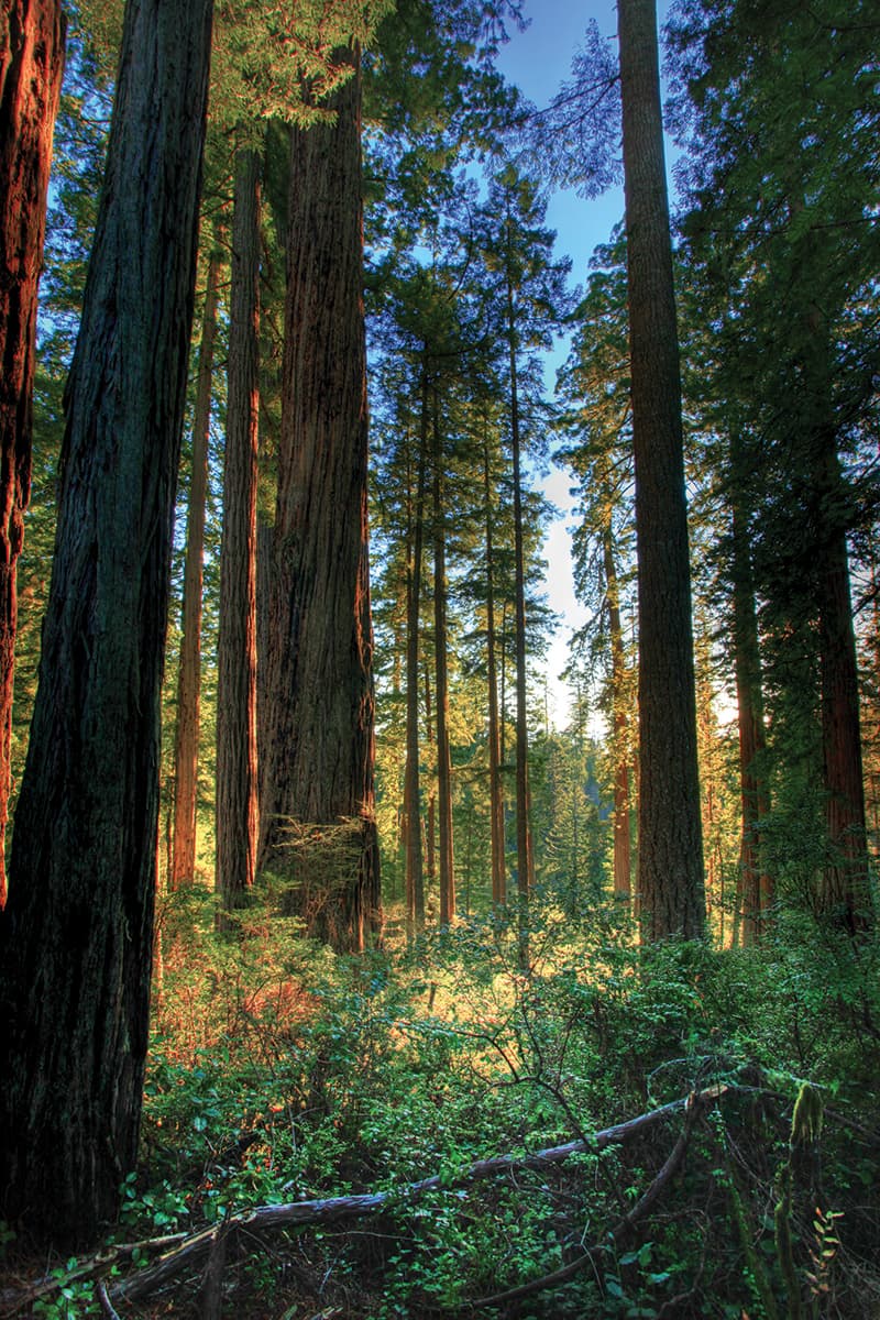 Headwaters Forest Reserve