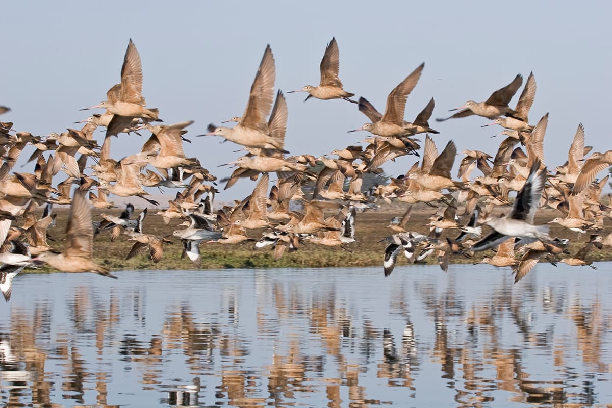 Godwit Days Bird Migration Festival