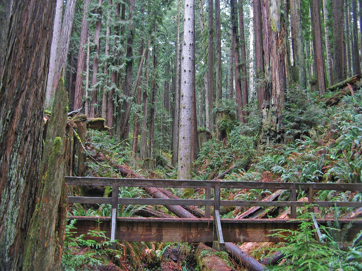 Arcata Community Forest