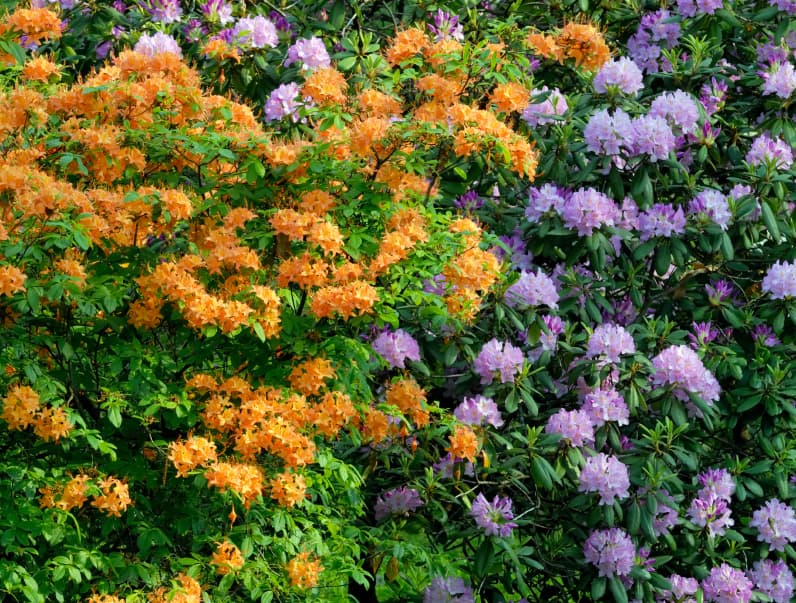 Azalea State Natural Reserve