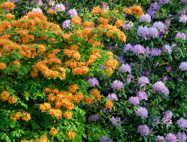 Azalea State Natural Reserve