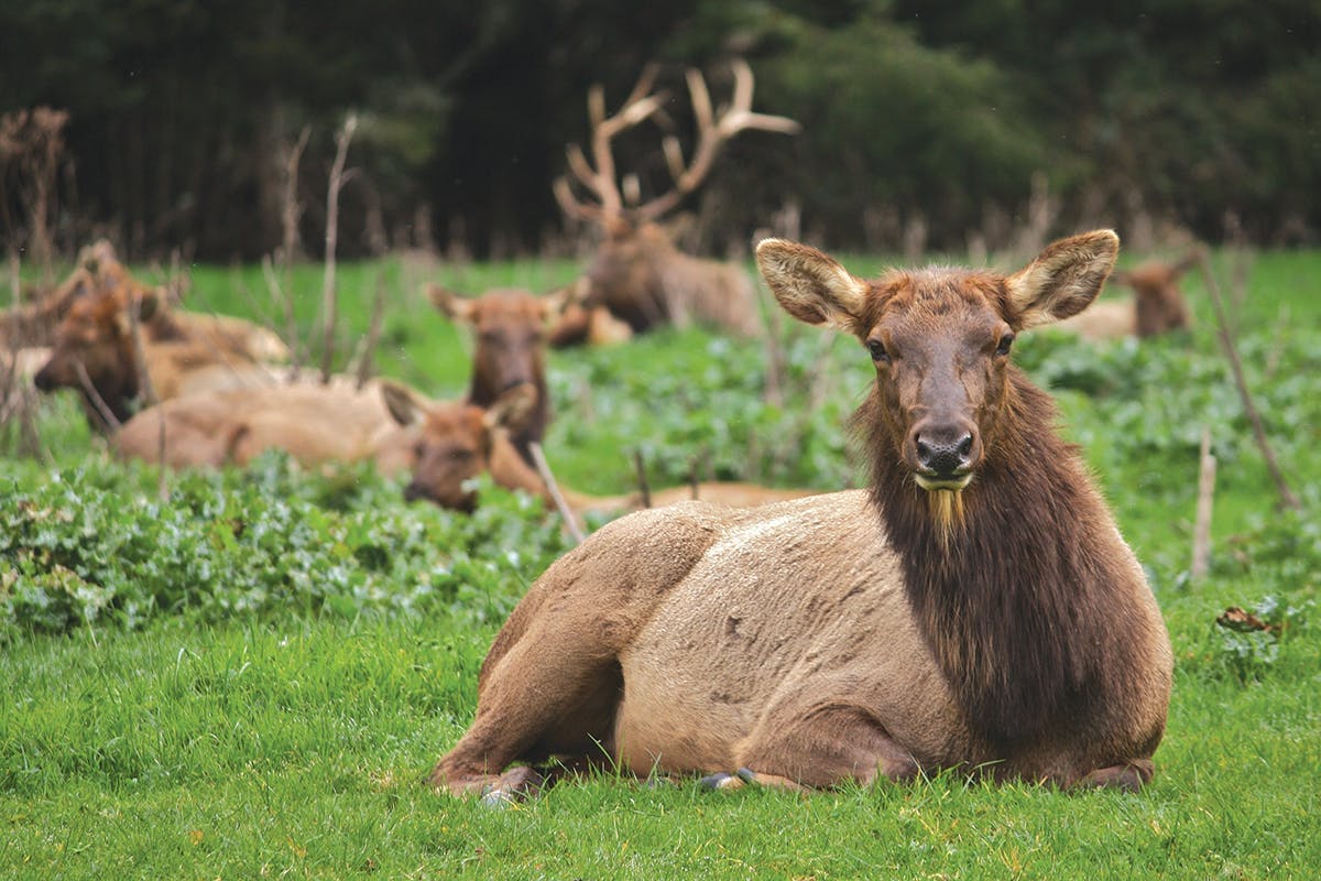 Roosevelt Elk Viewing