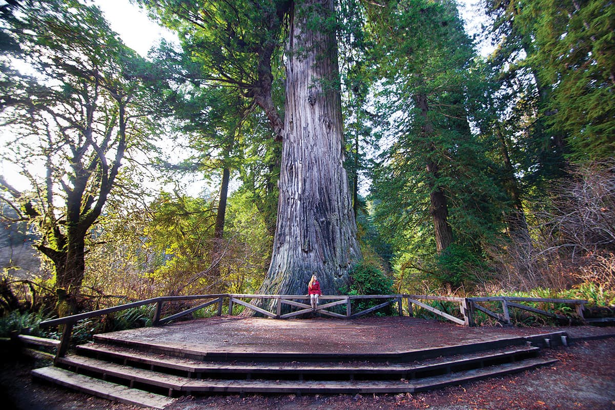 Prairie Creek Redwoods State Park