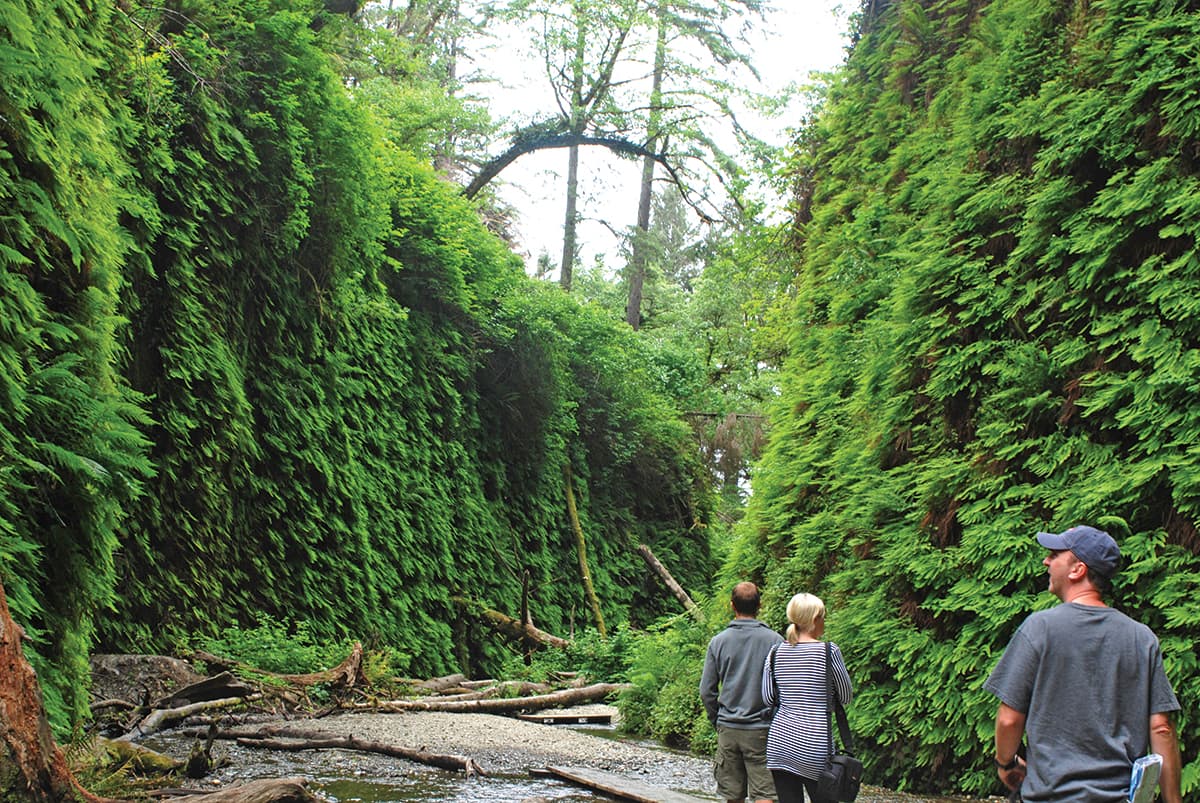 Amazing Fern Canyon