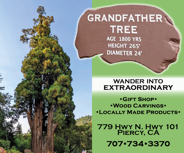 Grandfather Tree