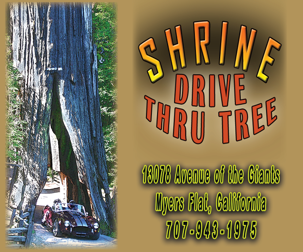 Shrine Drive Thru Tree