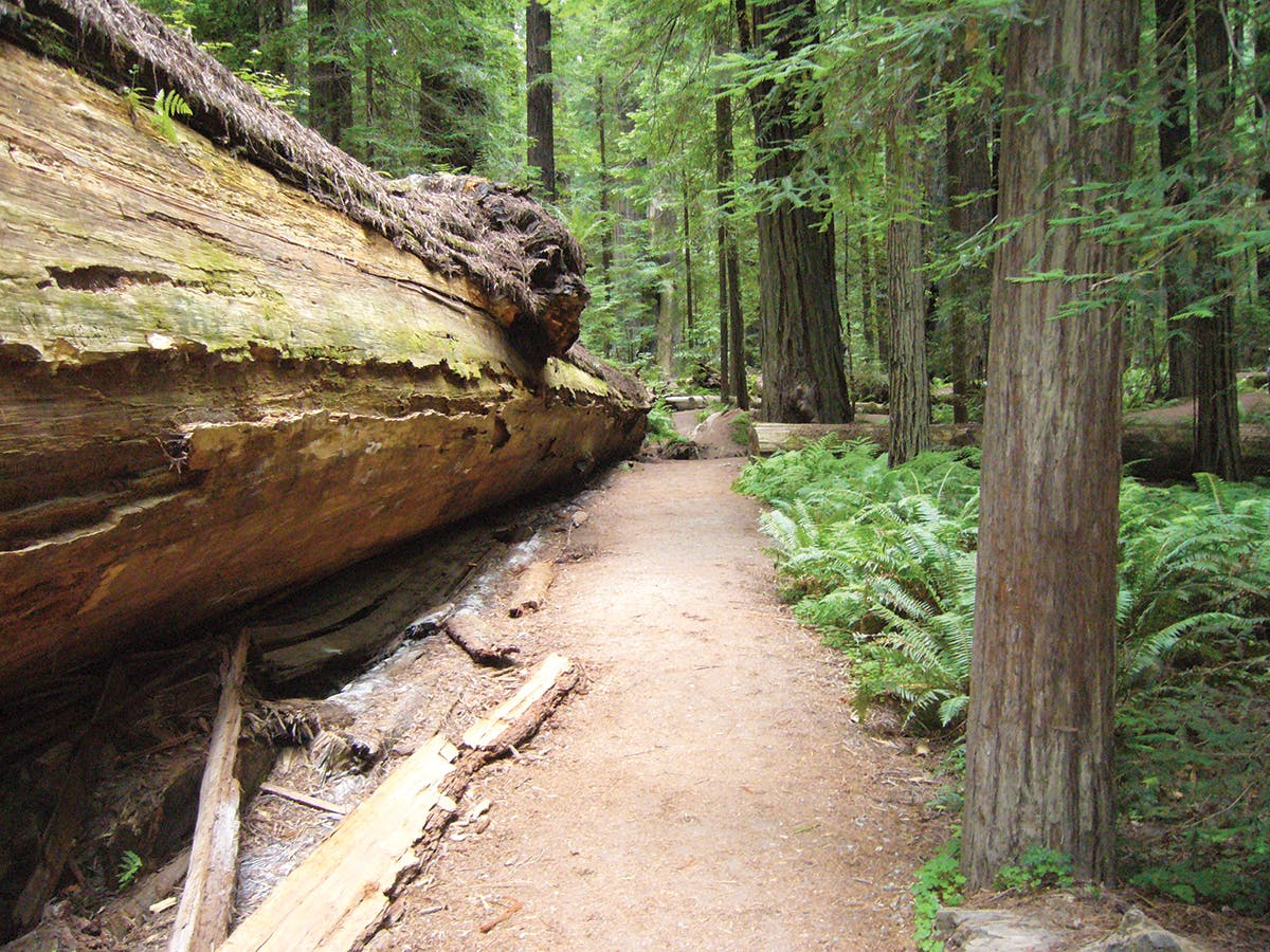 Redwood Hiking Trails