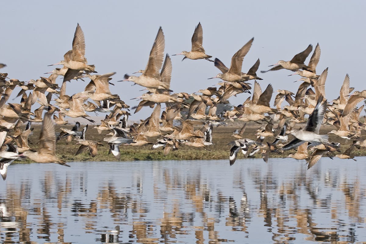 Godwit Days Bird Migration Festival